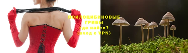 прущие грибы Дмитровск